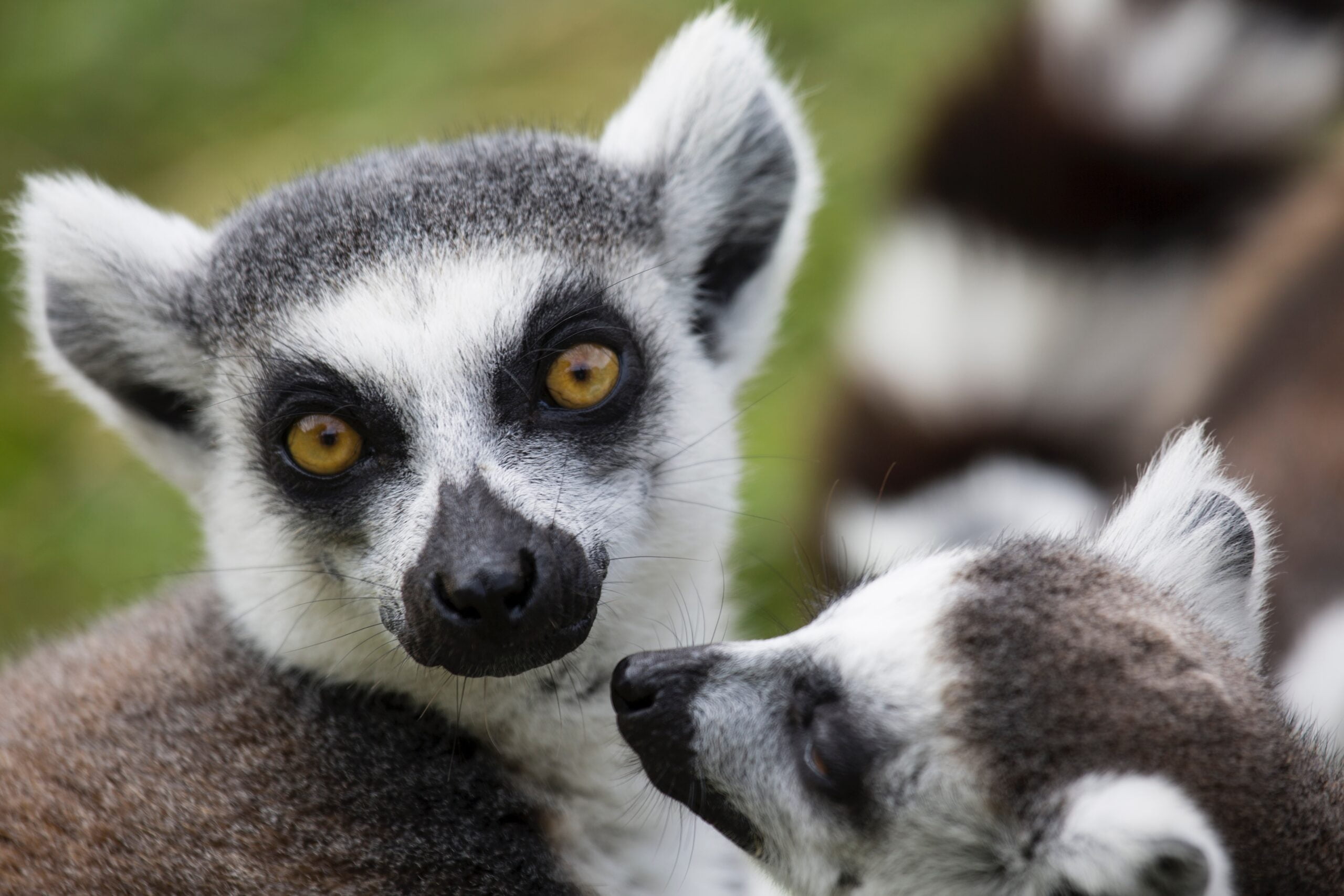 Strange Creatures of Madagascar & South Africa