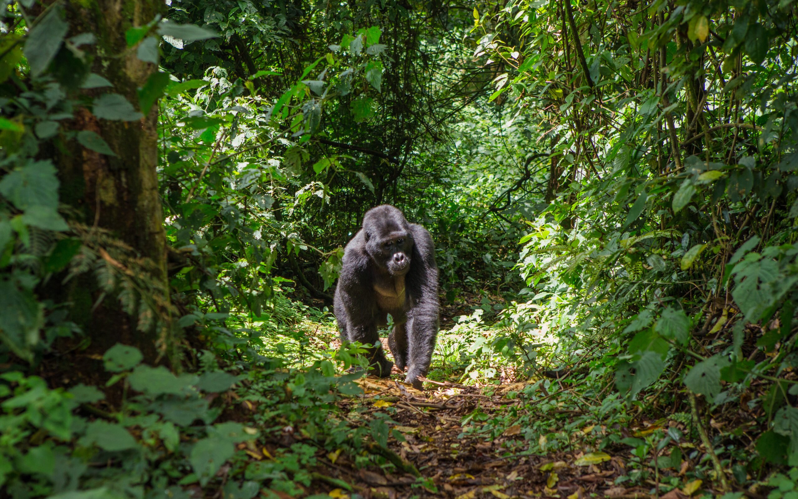 Gorillas in the Mist in Rwanda